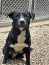 adoptable Dog in  named Jet