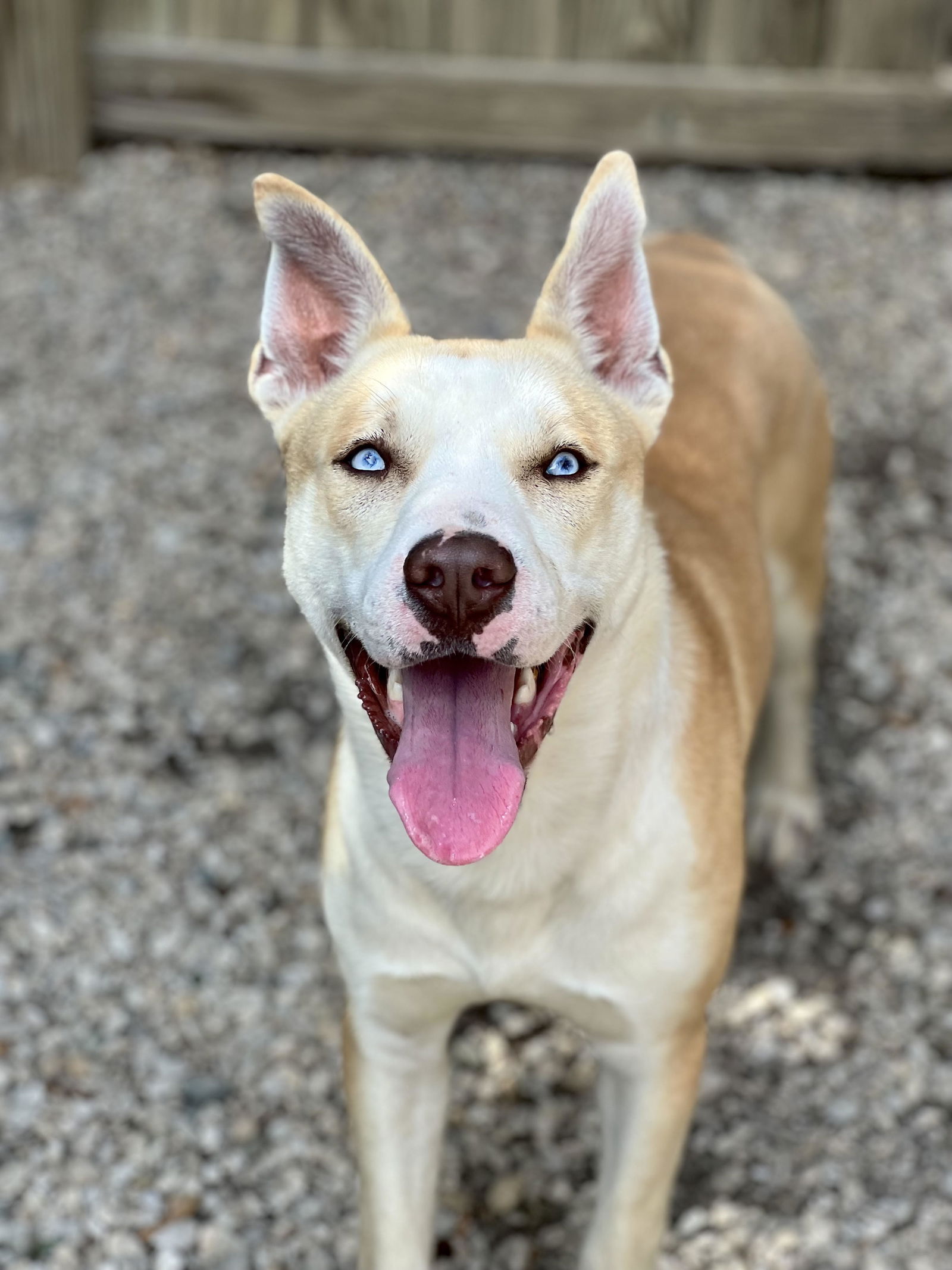 adoptable Dog in Ballwin, MO named Sky