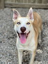 adoptable Dog in  named Sky