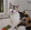 adoptable Cat in  named Jessica