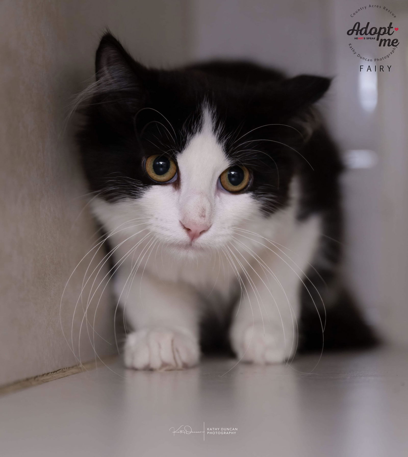 adoptable Cat in Ballwin, MO named Fairy