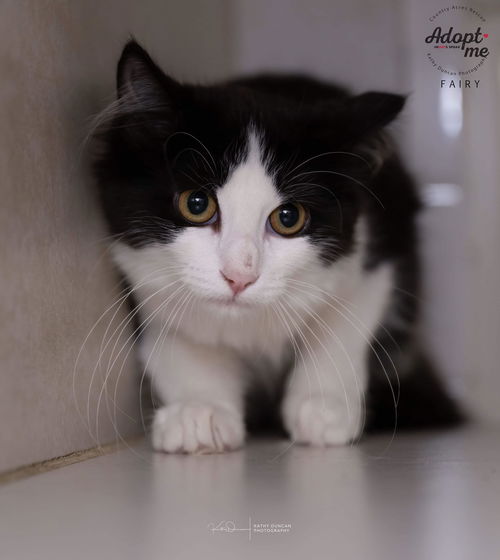 picture of the cat needing adoption