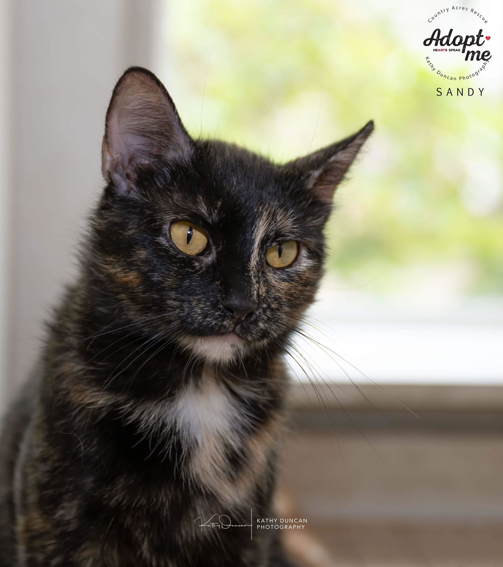 adoptable Cat in Ballwin, MO named Sandy