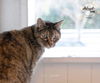 adoptable Cat in Ballwin, MO named Felicity