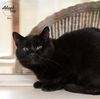 adoptable Cat in Ballwin, MO named Binx