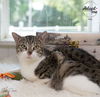 adoptable Cat in  named Indy