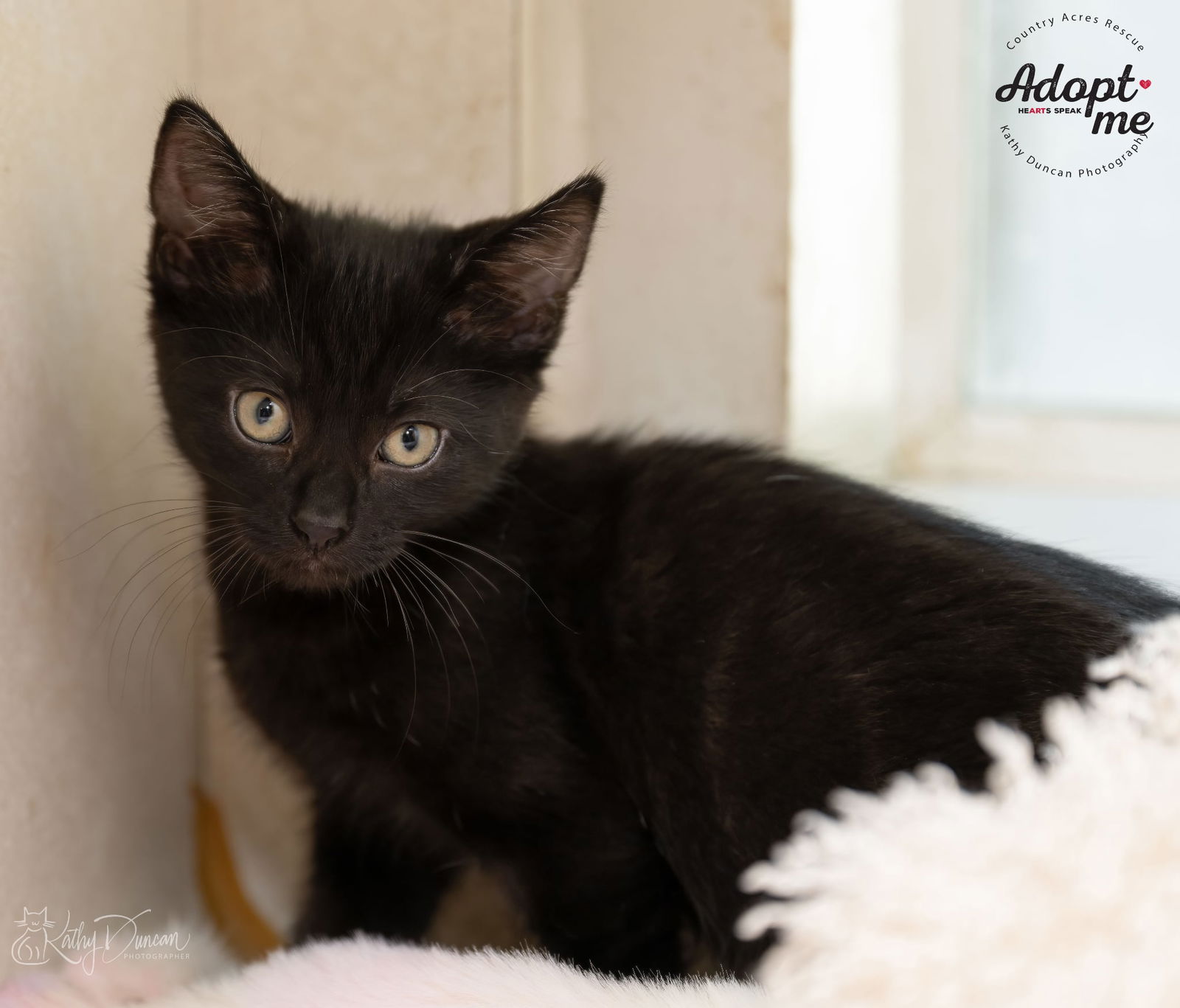 adoptable Cat in Ballwin, MO named Viper