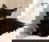 adoptable Cat in ballwin, MO named Viper