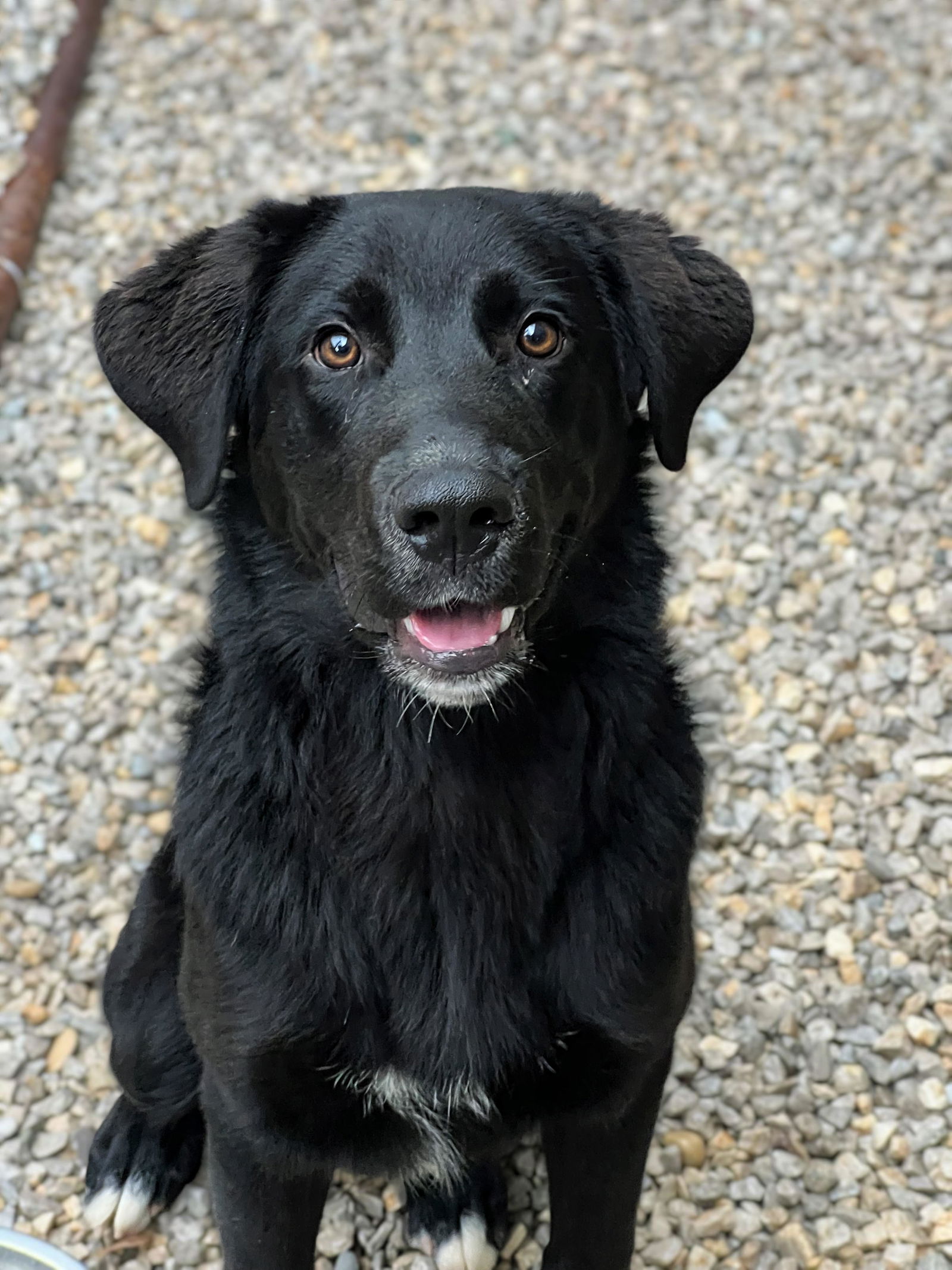 adoptable Dog in Ballwin, MO named Jerry