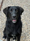 adoptable Dog in  named Jerry