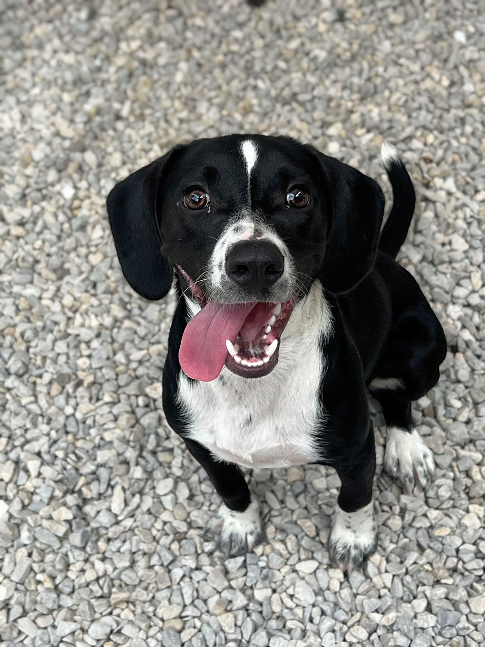 adoptable Dog in Ballwin, MO named Perry