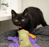 adoptable Cat in ballwin, MO named Stewie