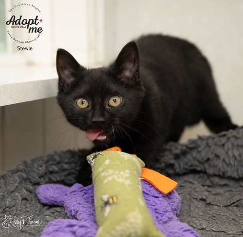 picture of the cat needing adoption