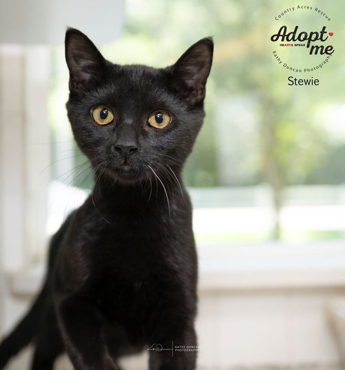 picture of the cat needing adoption