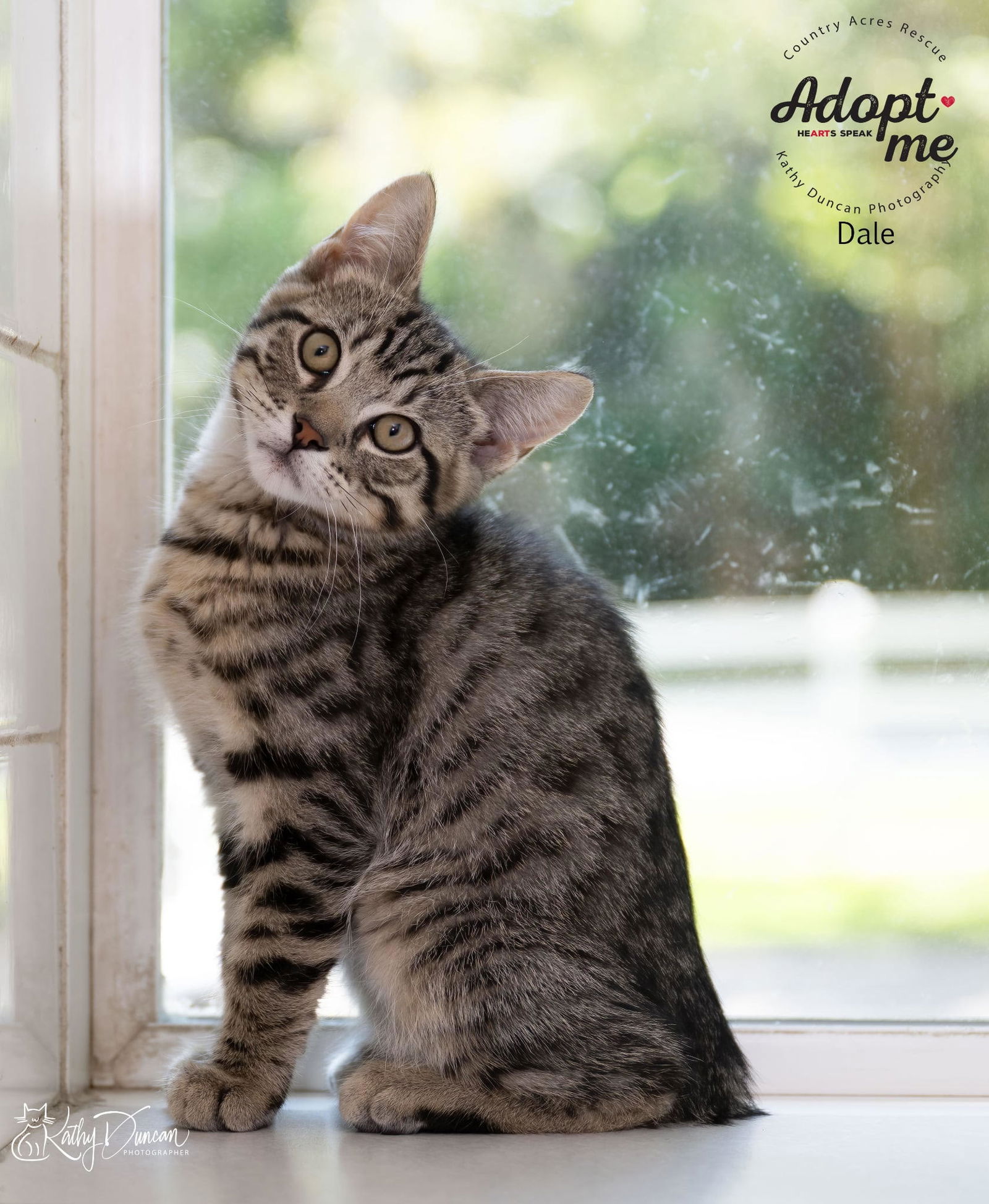 adoptable Cat in Ballwin, MO named Dale
