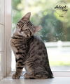 adoptable Cat in  named Dale