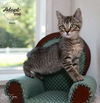 adoptable Cat in  named Mario