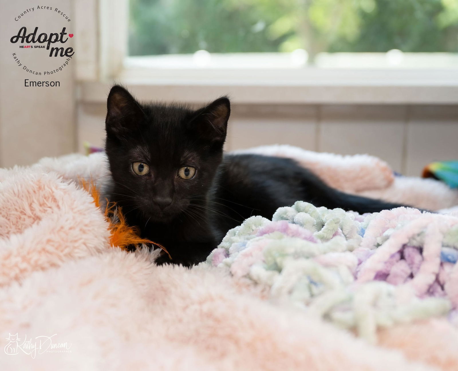 adoptable Cat in Ballwin, MO named Emerson