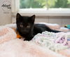 adoptable Cat in  named Emerson