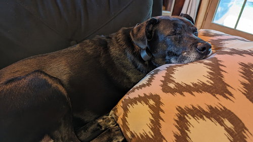 picture of the dog needing adoption