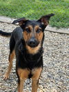 adoptable Dog in  named Louise