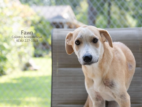 picture of the dog needing adoption