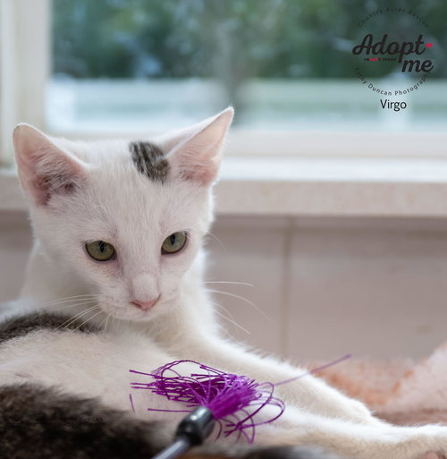 picture of the cat needing adoption