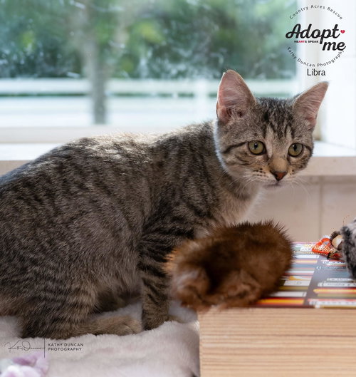 picture of the cat needing adoption