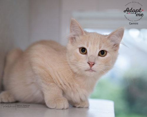 picture of the cat needing adoption