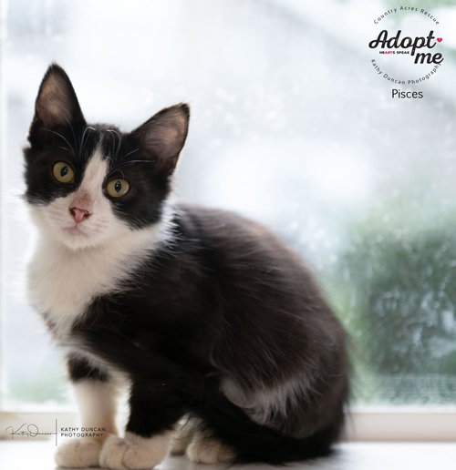 picture of the cat needing adoption