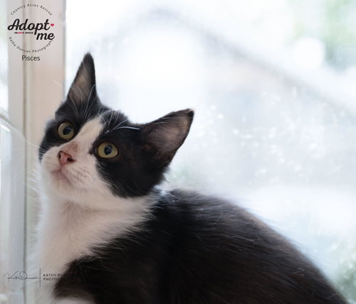 PISCES - Domestic Medium Hair available for adoption