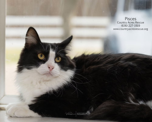 Pisces, Baby Domestic Medium Hair (medium coat), cat for adoption in St. Peters, Missouri
