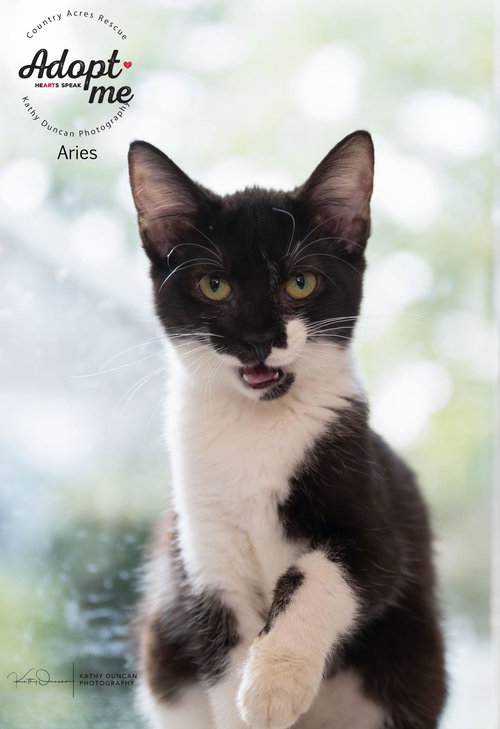 picture of the cat needing adoption