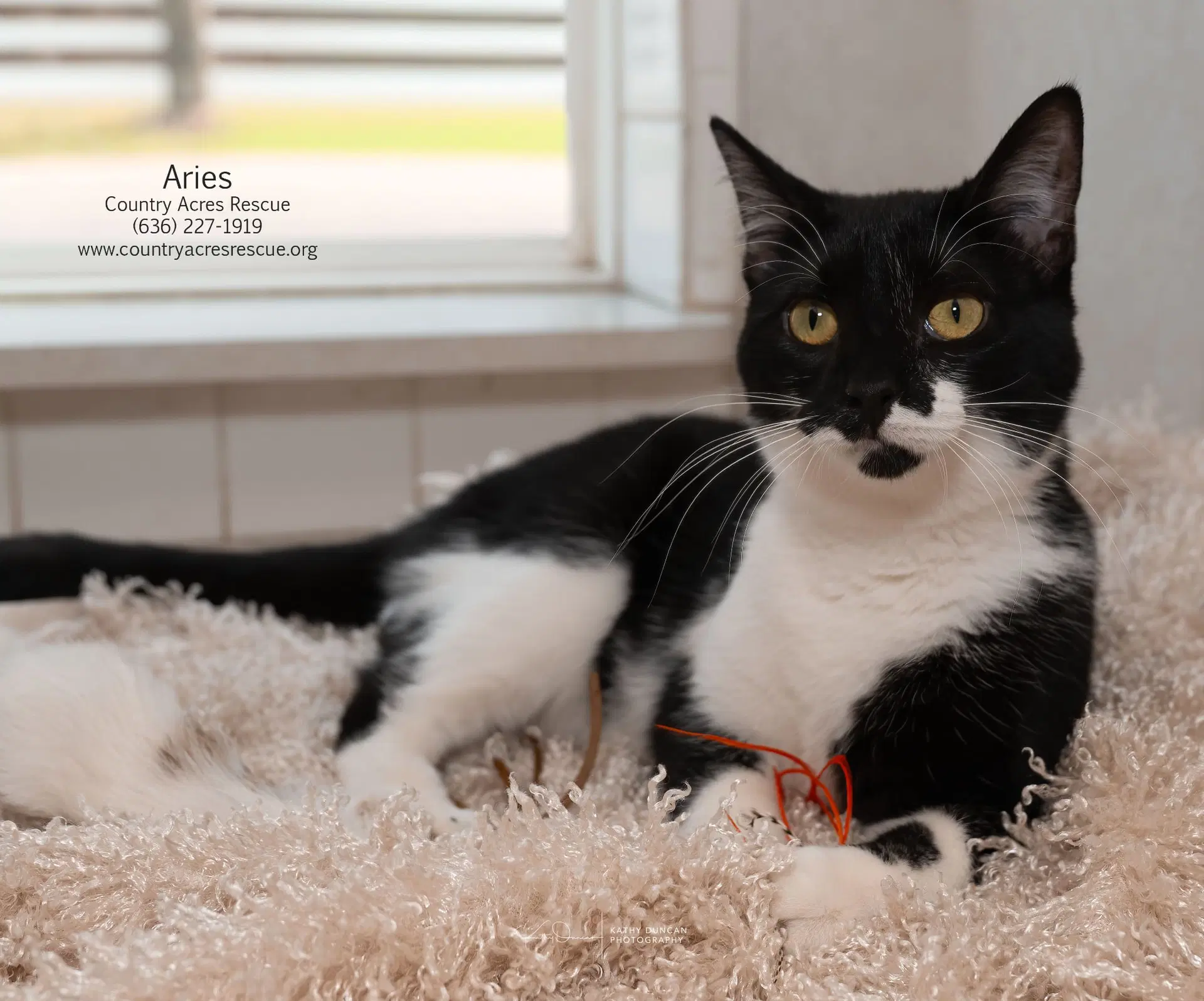 Aries - Domestic Short Hair