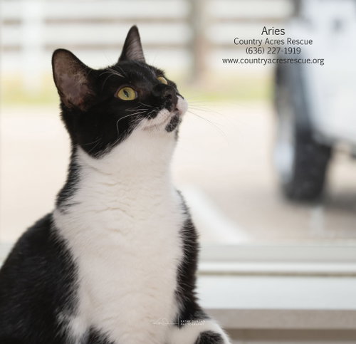 Photo 3 of Aries