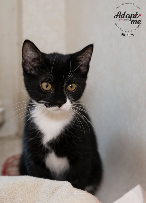 picture of the cat needing adoption