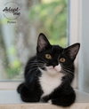 Pickles - Photo 2