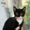 Pickles - Photo 3