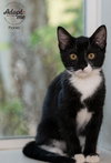 Pickles - Photo 4