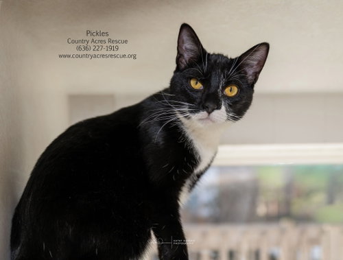 Photo 2 of Pickles