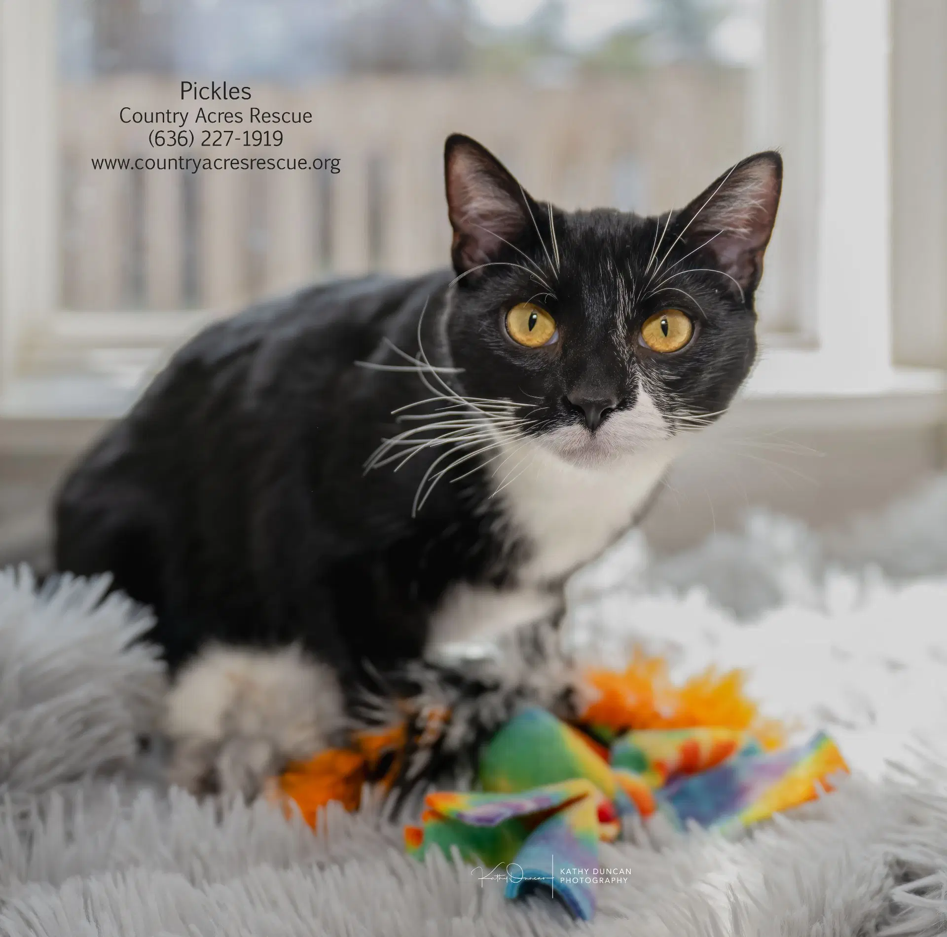Pickles - Domestic Short Hair