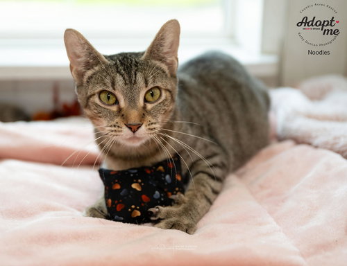 picture of the cat needing adoption