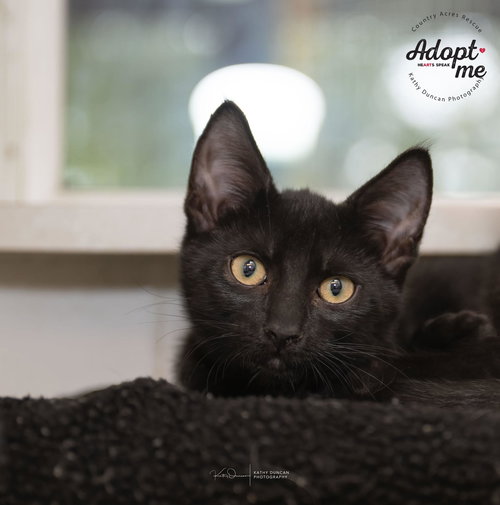 picture of the cat needing adoption