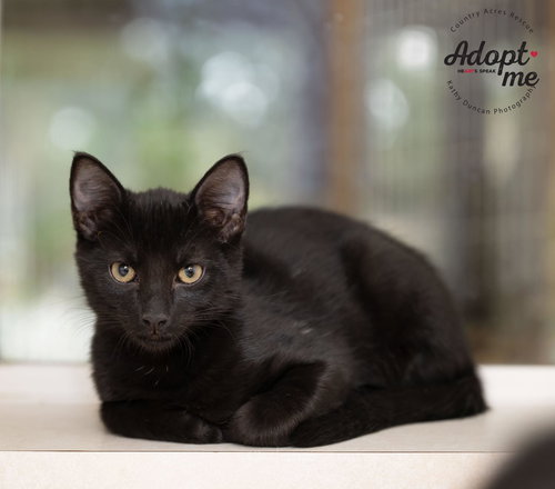 picture of the cat needing adoption