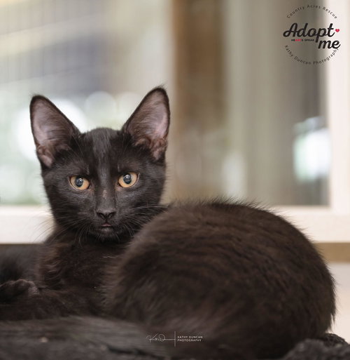 picture of the cat needing adoption