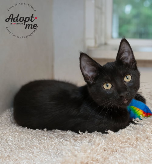 picture of the cat needing adoption