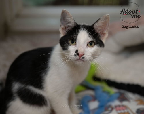 picture of the cat needing adoption