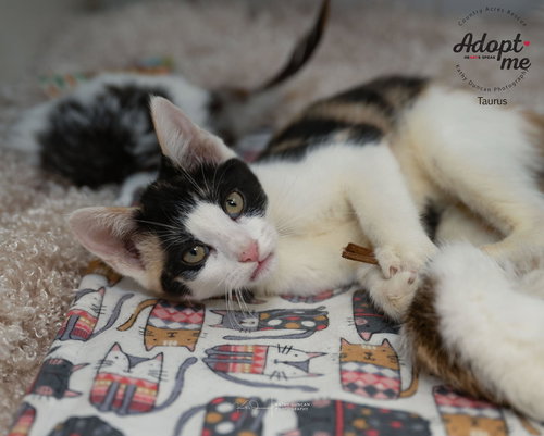 picture of the cat needing adoption