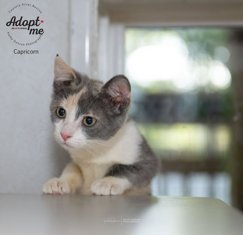 picture of the cat needing adoption