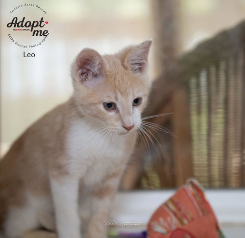 picture of the cat needing adoption